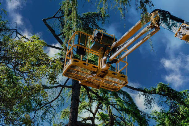 Best Local Tree Services  in Windber, PA